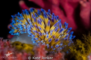 Gasflame
A vibrant gasflame nudibranch at Noble Reef, Go... by Kate Jonker 